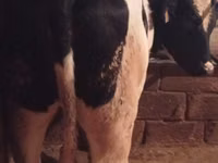 母牛, Russian Black pied cattle — 照片 3