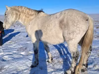 Caballo, Alter Real — foto 8