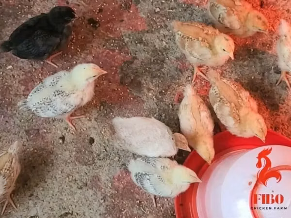 Chickens — Kenya