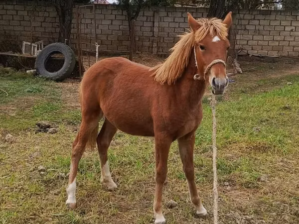 Mare, Horses