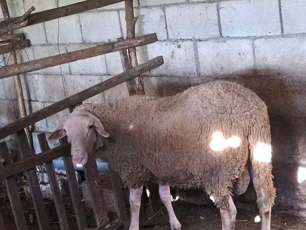 公羊, Baerchuke sheep