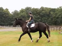 Farasi dume, Percheron — picha 7