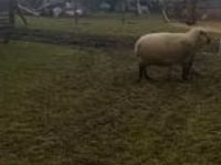 Widder, Shroshire sheep — Foto 1