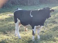 सांड, Russian Black pied cattle — फ़ोटो 3