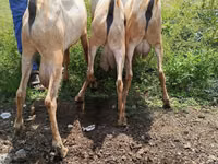 Cabro, Cabras — foto 4