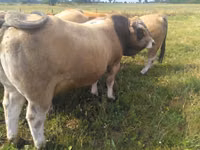 Bull, Aubrac cattle — photo 3