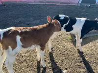 Bull, Russian Black pied cattle — photo 3