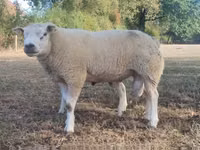 Dume la kondoo, Texel sheep — picha 1