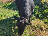 Vaca, Aberdeen-Angus — foto 1