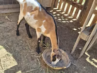 बकरी, LaMancha goats — फ़ोटो 3