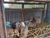 Widder, Rhon sheep — Foto 3