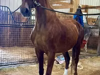 घोड़ी, Dutch warmblood horse — फ़ोटो 3