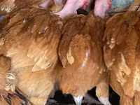 Chickens — Foto 2