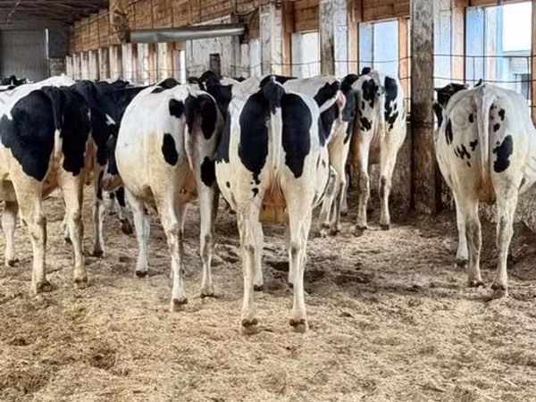 母牛, Holstein breed