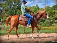 घोड़ा, American paint horse — फ़ोटो 5