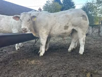 ثور, Charolais cattle — الصورة 1