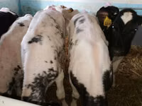 Ng'ombe (kikundi, jinsia haijatajwa), Simmental cattle — picha 5