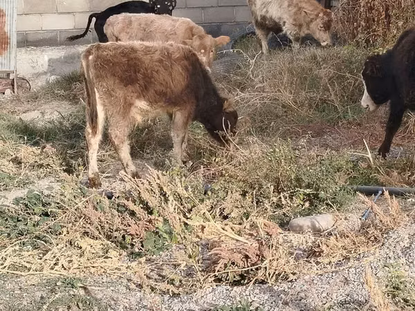 सांड, मवेशी