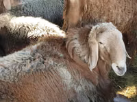 मेढ़ा, Arashan sheep — फ़ोटो 3