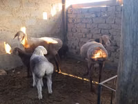 Sheep, Arashan sheep — photo 1