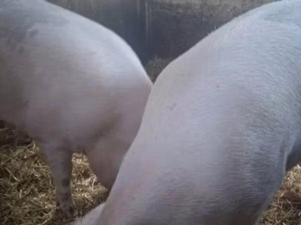 Pigs (batch, sex not specified), 