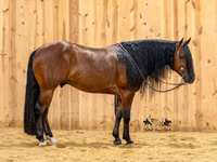 घोड़ा, Quarter Horse — फ़ोटो 4