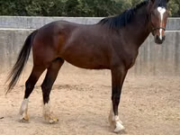 घोड़ा, Clydesdale — फ़ोटो 3