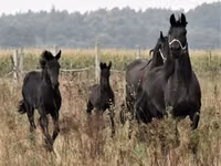 Caballo, Dutch warmblood horse — foto 6