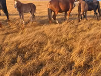 Caballo, Altai horse — foto 4