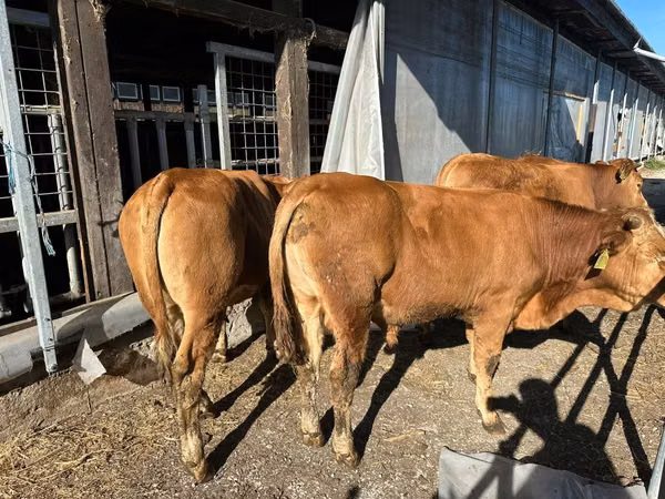 Bull, Limousin cow