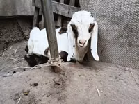बकरा, Nubian Goat — फ़ोटो 8