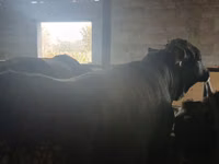 Bull, Cattle — photo 3