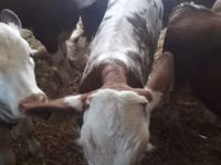 公牛, Limousin cow — 照片 8