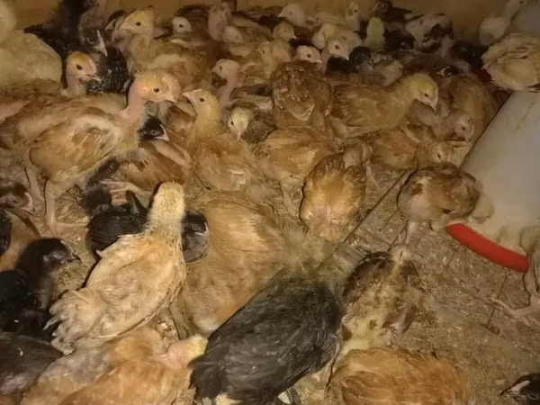 Shamo chickens