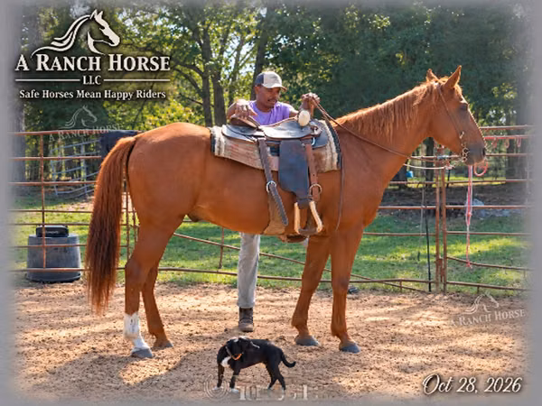 Horse (M), Horses