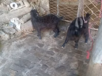 Billy Goat, Goats — photo 2