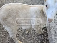 Mbuzi jike, Megrelian goat — picha 3