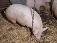 Pigs (batch, sex not specified) — photo 8