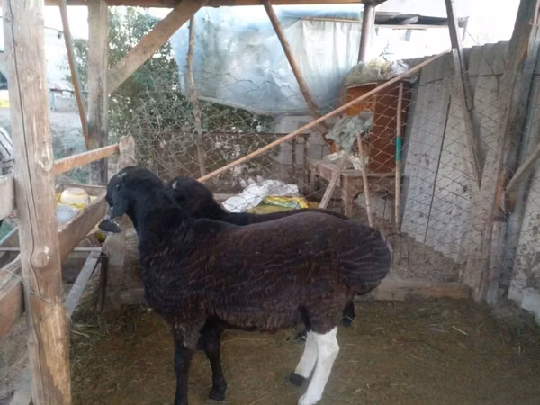 Ram, Sheep