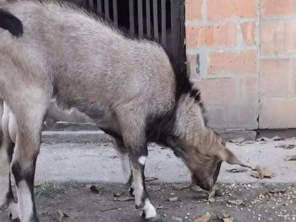 Billy Goat, Nubian Goat