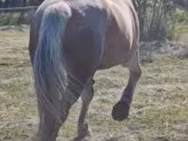 Yegua, Caballos