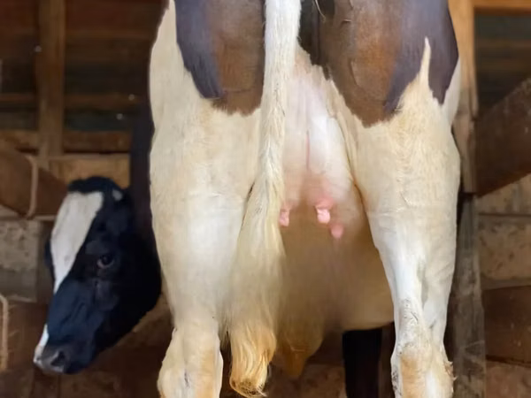Ng'ombe jike, Banda la Holstein
