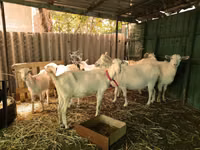 公山羊, Saanen goat — 照片 2
