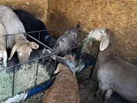 Sheep, Arashan sheep — photo 2