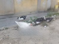 Ducks — फ़ोटो 2