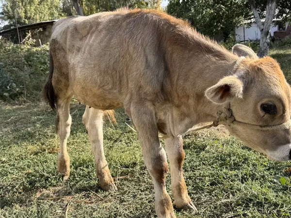 Ng'ombe dume, Swiss cattle