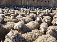 Ovejas (lote, sexo no especificado), Ovejas — foto 5