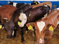 Toro, Simmental cattle — foto 3