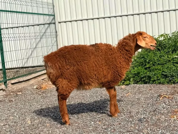 母羊, Hissar sheep