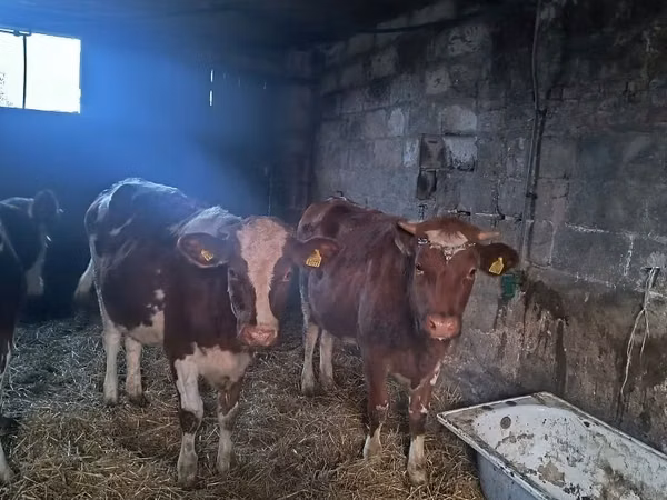 Vaca, Simmental cattle